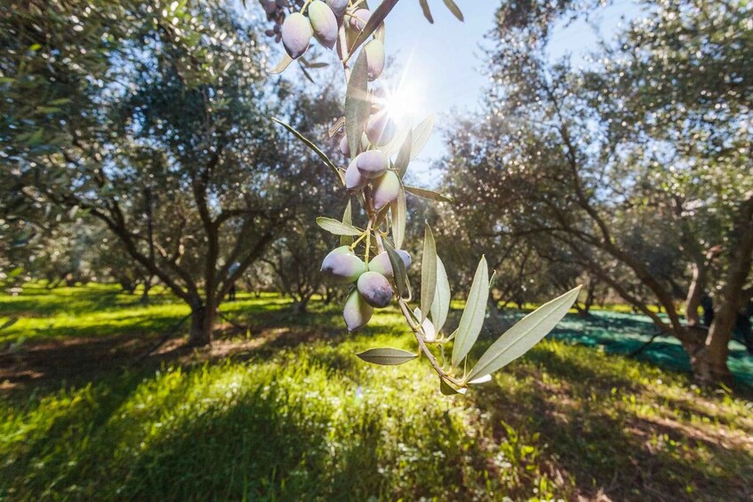 Picture 9 for Activity Corinthian olive oil tour & tasting experience 4