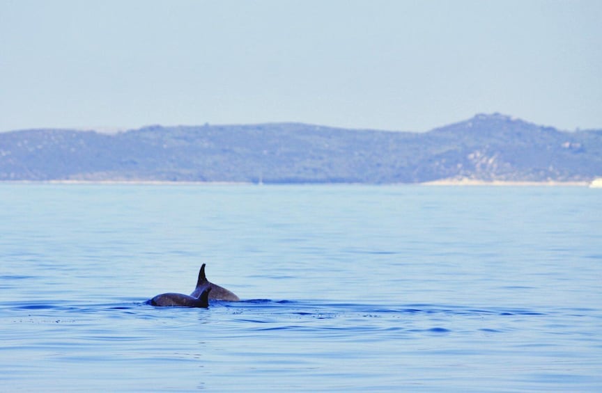 Picture 14 for Activity Zadar:Best of Dugi Otok - Shipwreck, Sandy Beach & Sea Cave 2