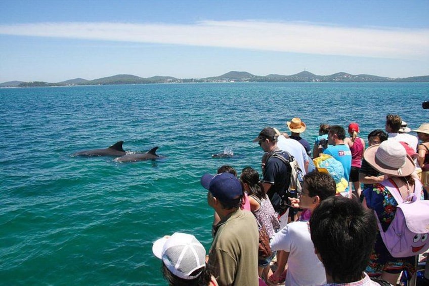 Port Stephens: Dolphin Discovery Cruise 1