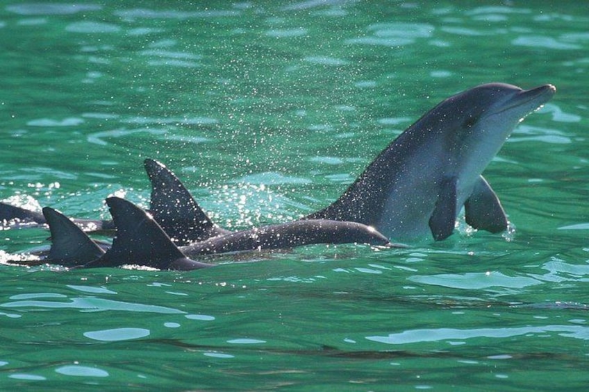 Port Stephens: Dolphin Discovery Cruise 2