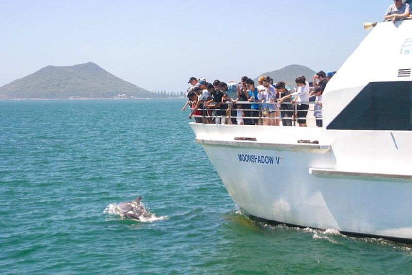 Port Stephens: Dolphin Discovery Cruise 5