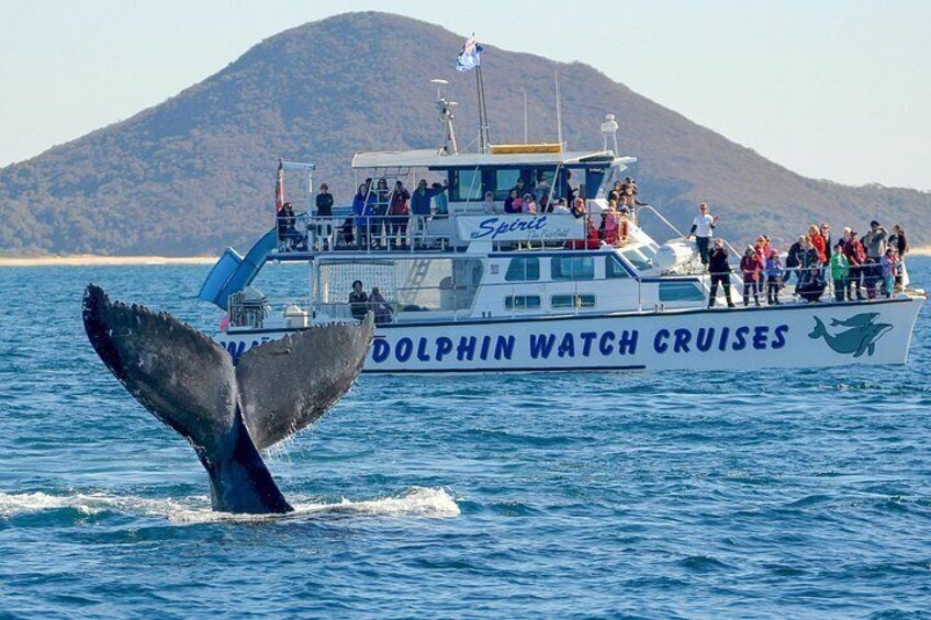 A boat with 'DOLPHIN WATCH CRUISES' written on the side, a whale tail above the water, and a mountainous landscape in the background. 5
