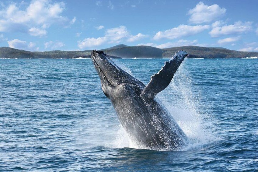 A whale breaching with its tail flukes visible above the water. 1