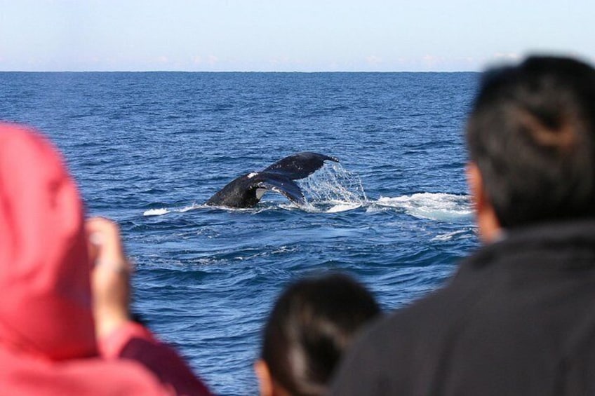 A whale breaching the ocean surface, with onlookers in the foreground. 2