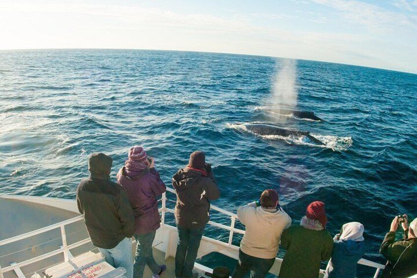 A group of people on a boat observing a whale breaching the ocean surface. 3