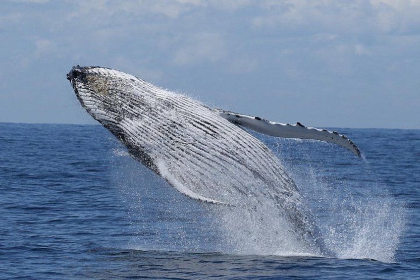 A humpback whale breaching with its tail flukes visible above the water. 2