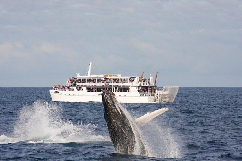 A whale breaching the ocean surface with a boat in the background. 4