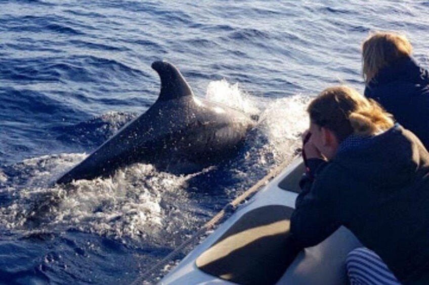 A dolphin jumping out of the water, a boat, and two people observing. 4