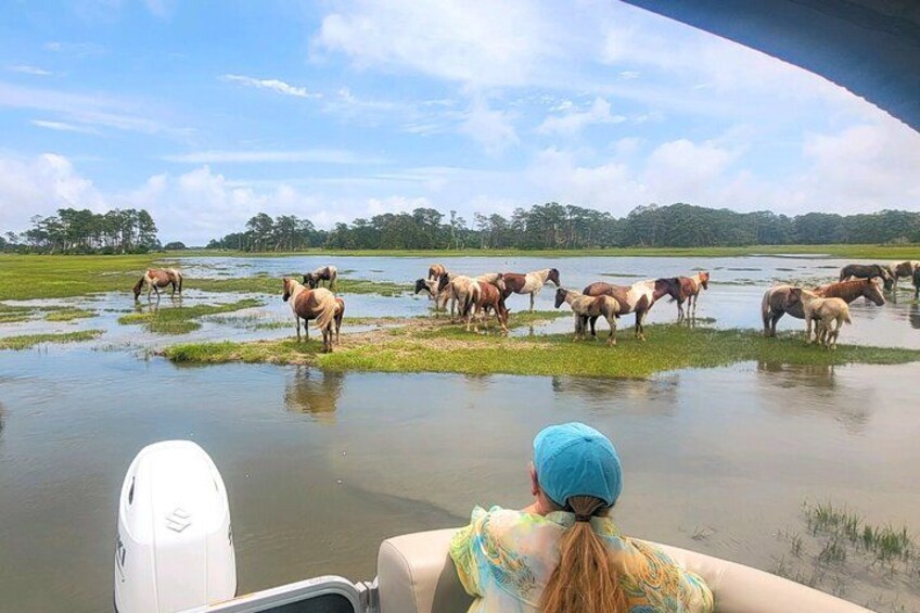 Una persona en un bote observando una manada de caballos en un campo inundado. 4
