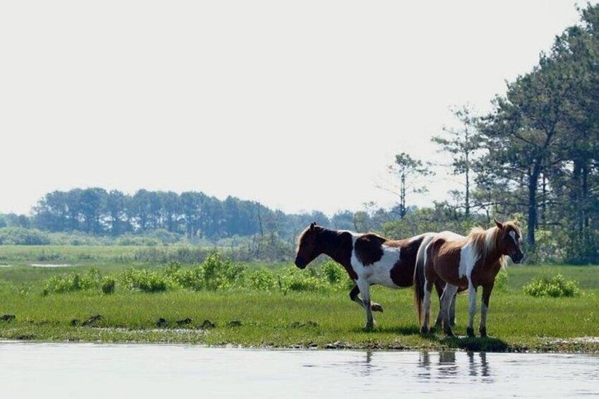 Two horses near a water body with a grassy field and trees in the background. 3