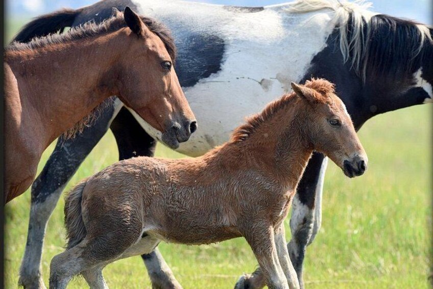A brown foal and a black and white horse in a grassy field. 5