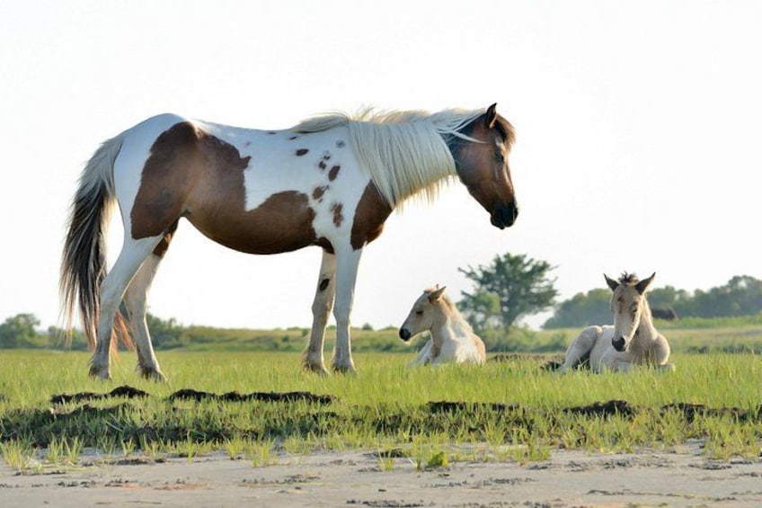 A horse with white and brown patches standing in a grassy field with two other horses in the background. 1