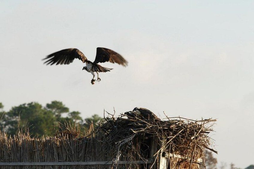 A bird in flight, a nest, and tall grass. 2