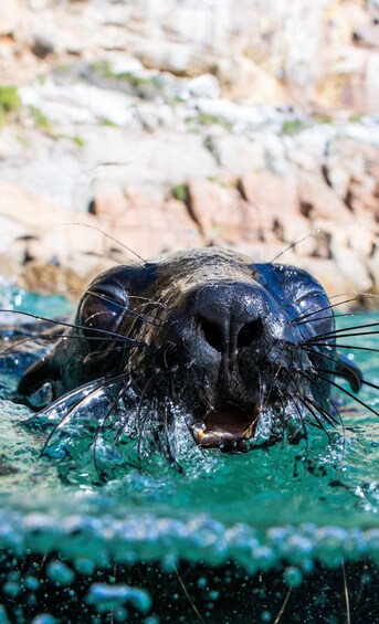 Plettenberg Bay: Seal Swimming Experience 1