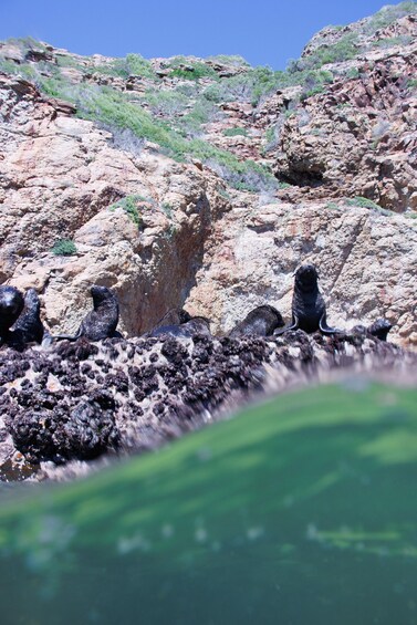 Picture 24 for Activity Plettenberg Bay: Seal Swimming Experience 2