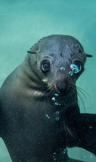 Picture 18 for Activity Plettenberg Bay: Seal Swimming Experience 5