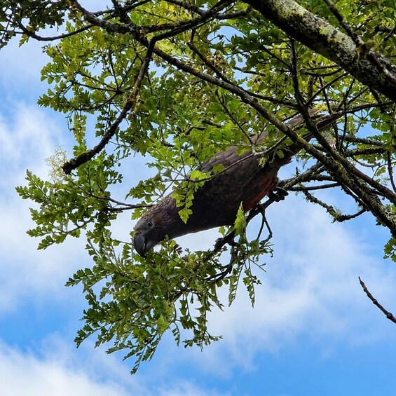 Picture 9 for Activity Rotorua: 6 Ziplines, Ancient Forest, Swing Bridges & Nature 4