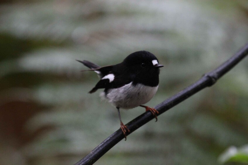 Picture 18 for Activity Rotorua: 6 Ziplines, Ancient Forest, Swing Bridges & Nature 2