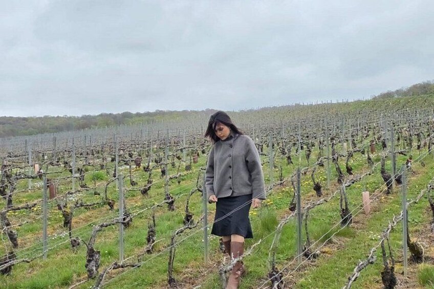 Eine Person steht in einem Weinberg zwischen Reihen von Weinreben. 3