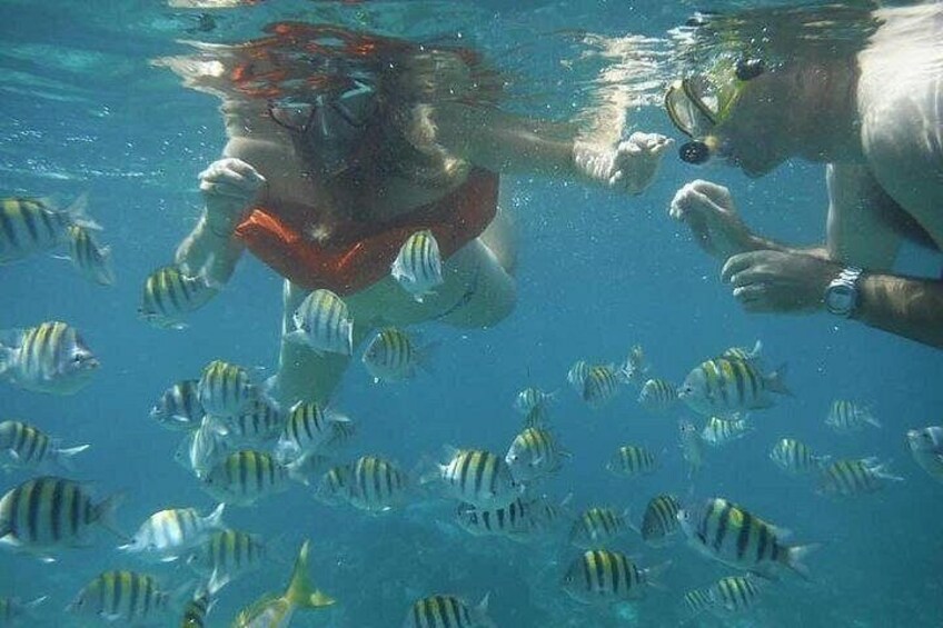Two people snorkeling underwater with a school of striped fish. 3