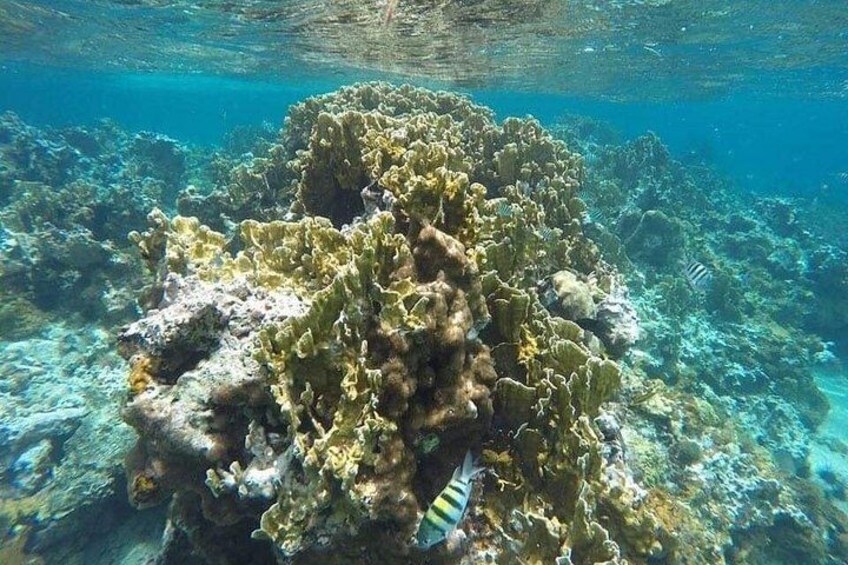Incredible Negril Guided Snorkeling To Reef, Anchor, and Cannon 3