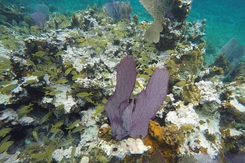 Incredible Negril Guided Snorkeling To Reef, Anchor, and Cannon 2