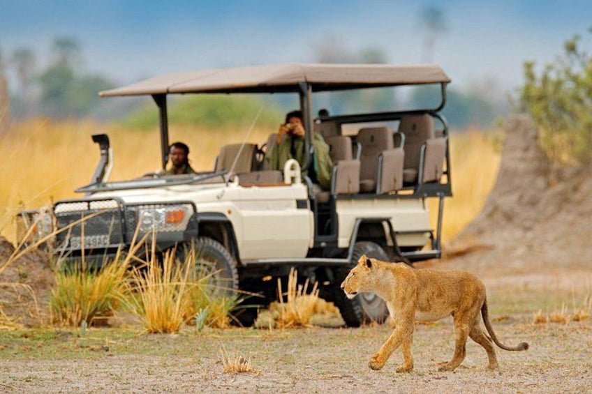 A safari vehicle, a person in safari attire, and a lion walking in a grassy field. 2