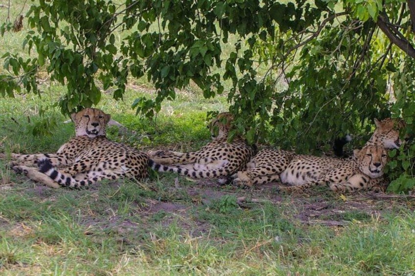 Moremi Full Day Trip From Maun 3