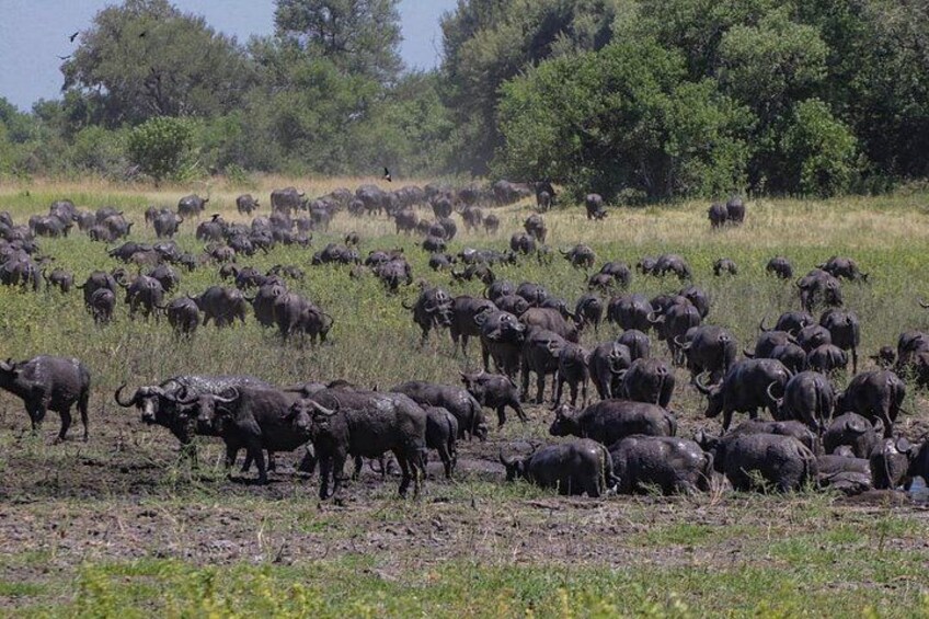 Moremi Full Day Trip From Maun 2
