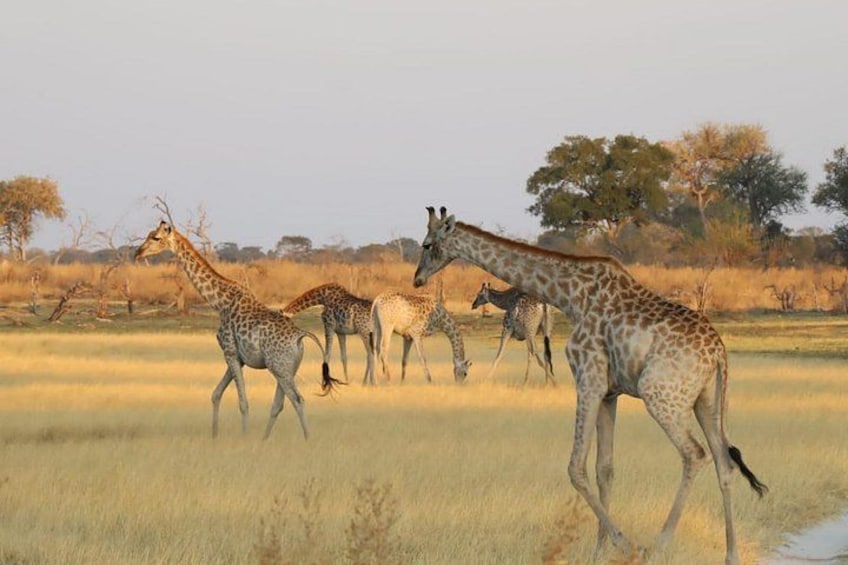 Un groupe de girafes dans une savane herbeuse, avec quelques arbres clairsemés en arrière-plan. 2