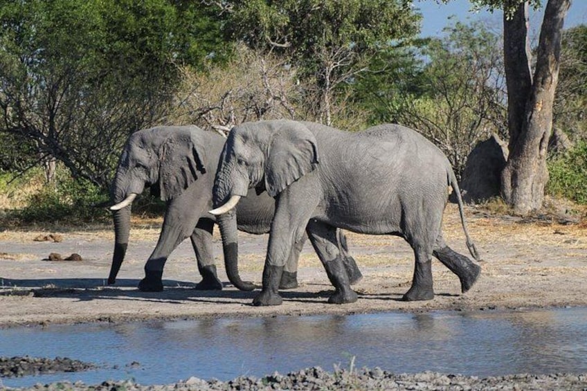 Moremi Full Day Trip From Maun 1