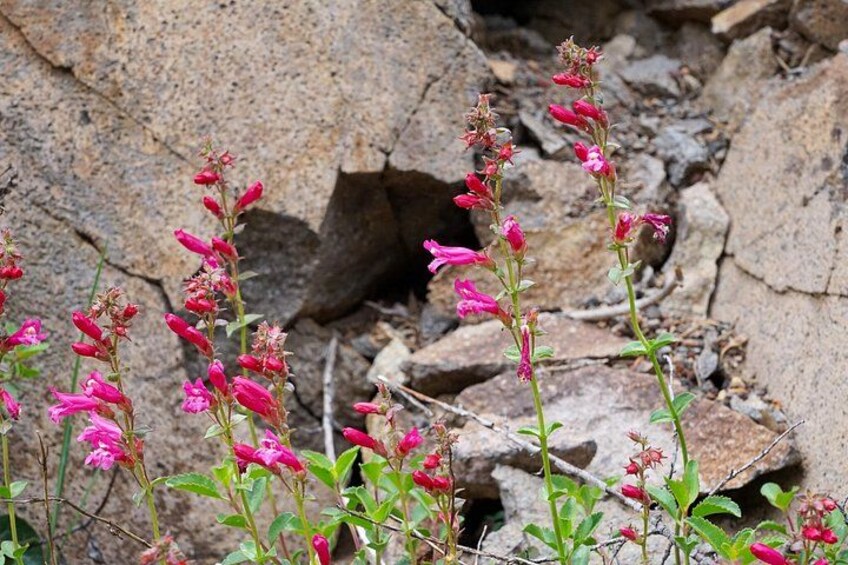 Pink flowers growing among rocks. 3