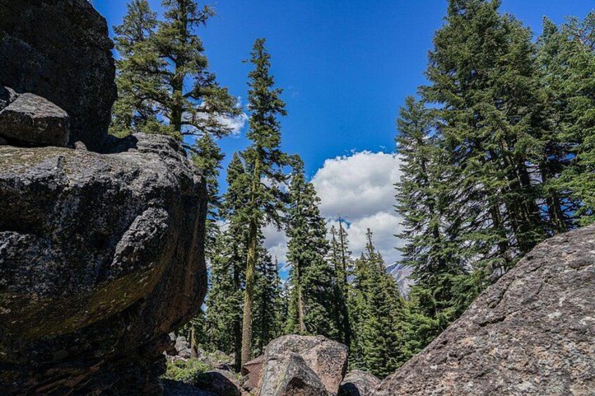 A forest with tall trees, large rocks, and a clear blue sky. 2
