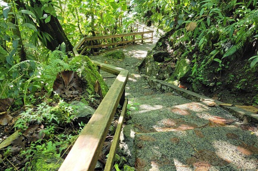 Scenic Tour of City and Rainforest, Waterfall, Sulphur Springs . 3