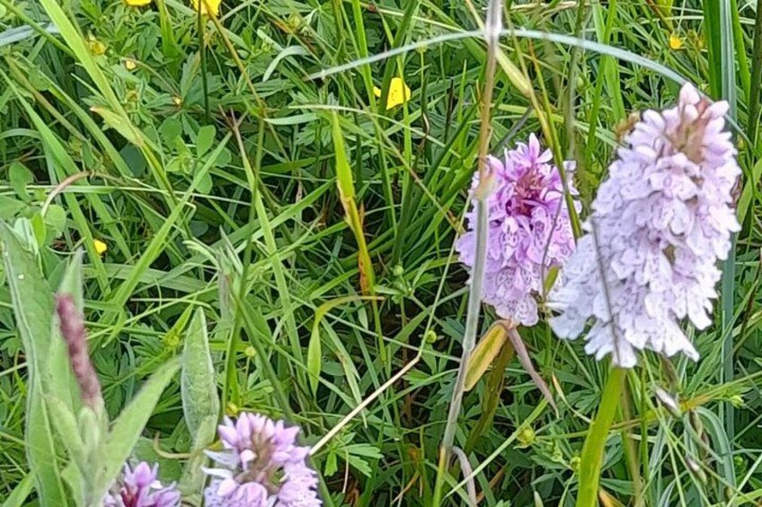 Pink Orchids in a grassland meadow 2