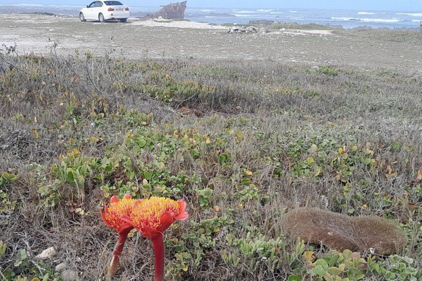 A coastal landscape with sparse vegetation, a white car, and a rocky outcrop. 5