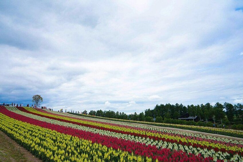 A tulip field with rows of flowers. 4