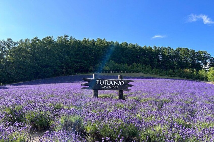 Ein Lavendelfeld mit einem Schild, auf dem 'Furano Lavender' steht. 1