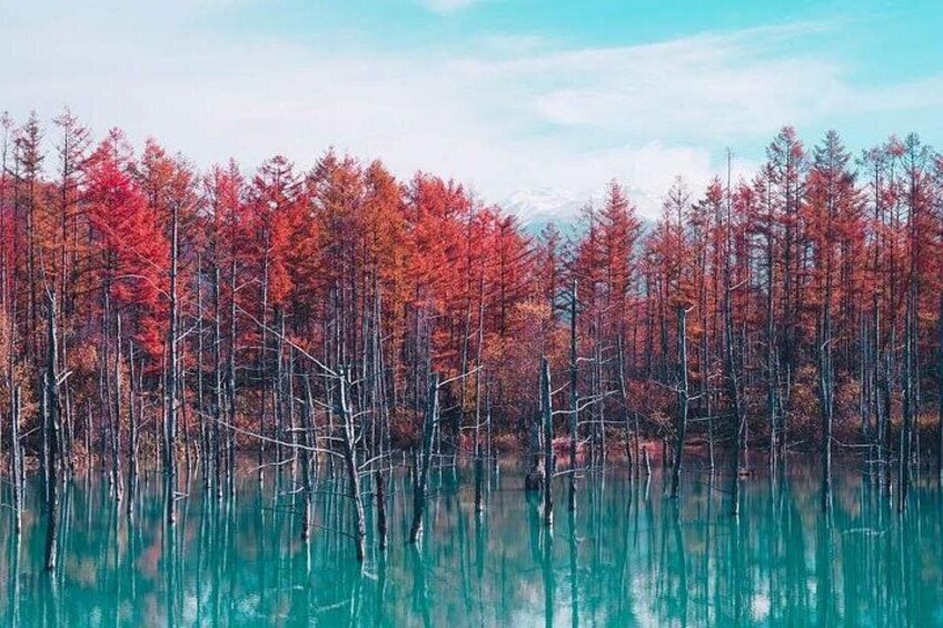 Ein Wald mit roten Blättern und einem ruhigen See. 5