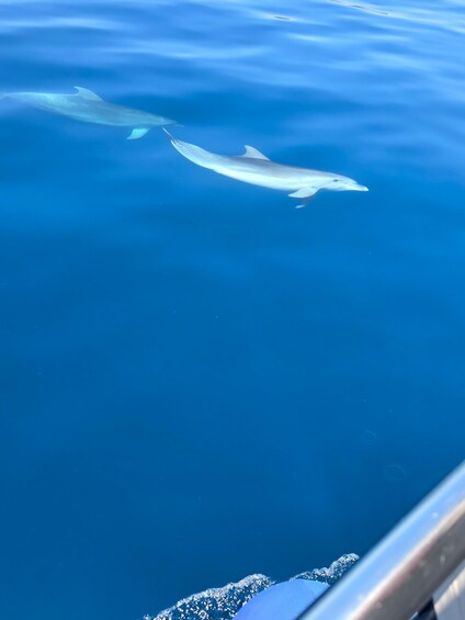 Picture 2 for Activity Krk: Golden Beach, Blue Cave and 4 Islands Cruise 5