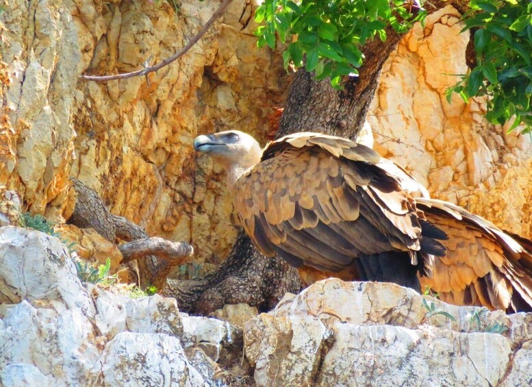 Picture 12 for Activity Krk: Golden Beach, Blue Cave and 4 Islands Cruise 4