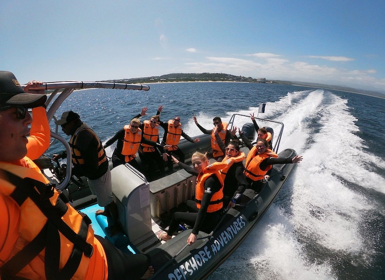 Picture 5 for Activity Plettenberg Bay: Seal Colony Viewing Excursion 4