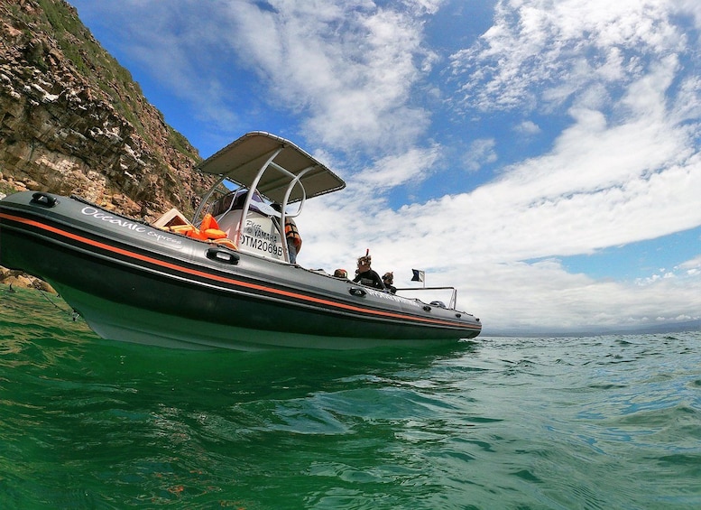 Picture 1 for Activity Plettenberg Bay: Seal Colony Viewing Excursion 2