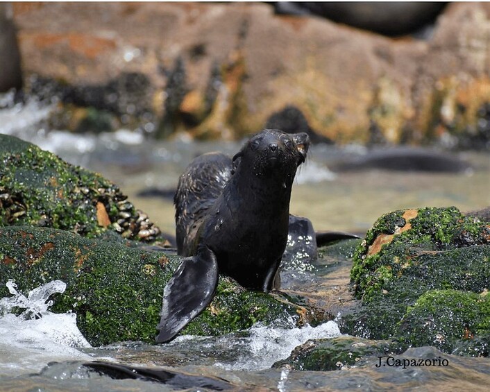 Picture 9 for Activity Plettenberg Bay: Seal Colony Viewing Excursion 5