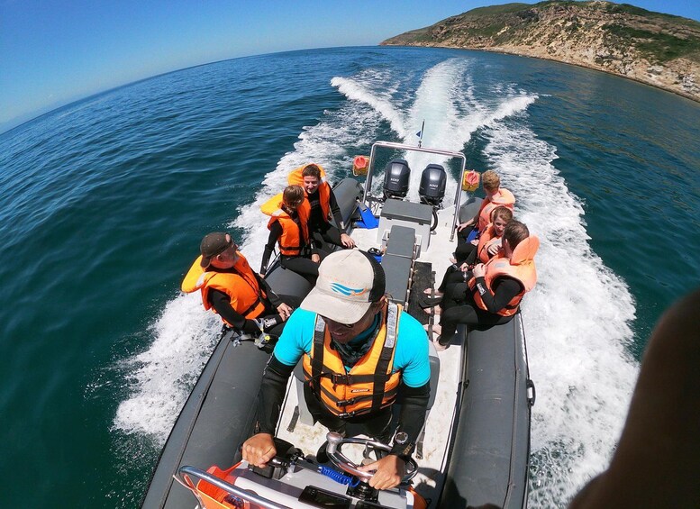 Picture 6 for Activity Plettenberg Bay: Seal Colony Viewing Excursion 3