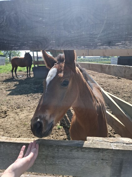 Picture 4 for Activity Verona: Horseback Riding and Wine Tasting Experience 3