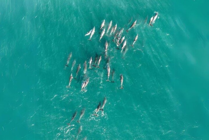 Un groupe de poissons nageant dans une eau turquoise. 1