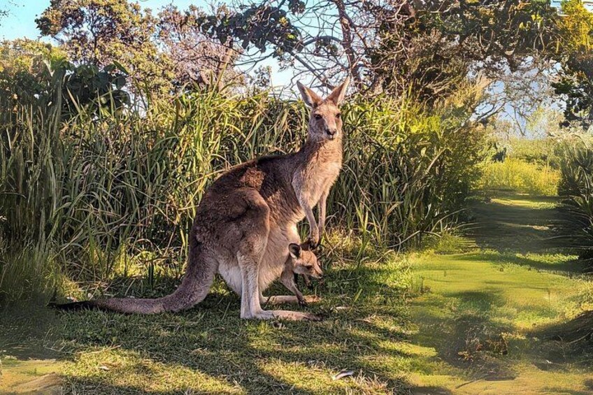 See kangaroos and joeys living freely in the wild — a truly authentic Australian wildlife experience. 4