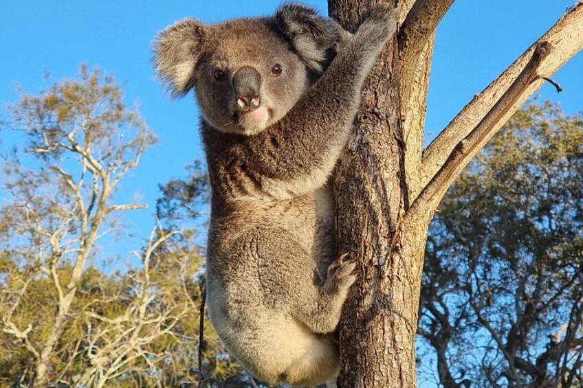 A koala clinging to a tree branch. 4