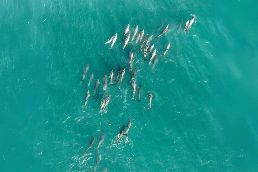 Keep watch for playful pods of dolphins — frequently spotted along Stradbroke Island’s pristine coastline. 1